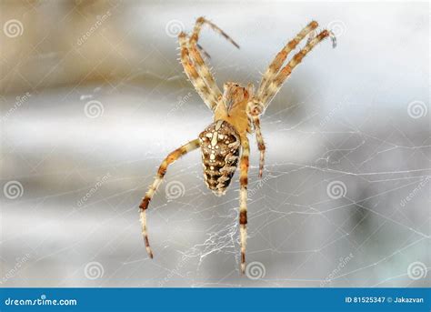 Diadematus Transversal Do Araneus Da Aranha Imagem De Stock Imagem De