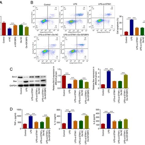 Knockdown Of Igf Bp Regulated Stim Expression Alleviates Lps Induced