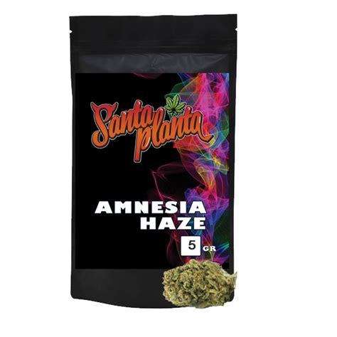 Amnesia Haze Gr Santa Planta Santaplanta Grow Shop