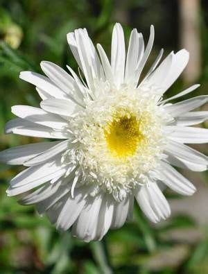 Leucanthemum X Superbum Wirral Supreme Cottage Garden Plants