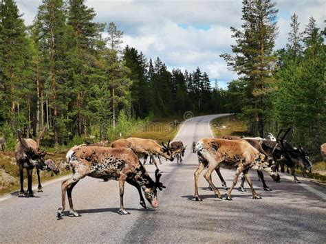 Herd Of Deer Crossing A Road Stock Image Image Of Herd Forest 261081183