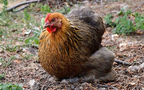 Pekin Bantam Chicken - Breed Profile & Facts - LearnPoultry