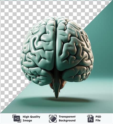 Image Psd Transparente Photographique R Aliste Scan Du Cerveau Du