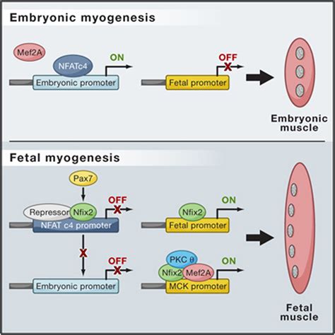 Nfix Regulates Fetal Specific Transcription In Developing Skeletal