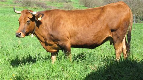 Muere un hombre de 63 años tras ser corneado por una vaca en Guadalix