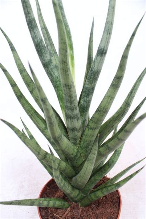 Sansevieria Cylindrica Torch Plant Wholesale Floraccess