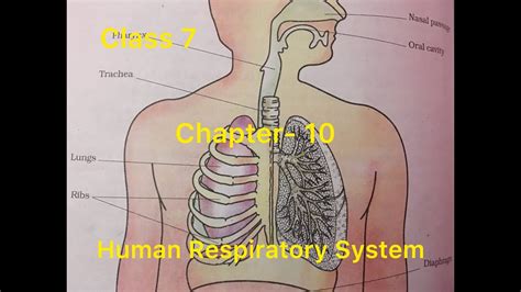 Human Respiratory System Class 7 Science Parts Or Organs Of Respiratory System Youtube