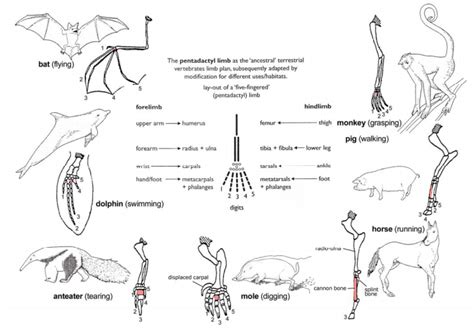 Comparative Anatomy Evidence For Evolution Biology 35