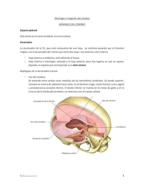 Meninges e irrigación del cerebro Apuntes Medicos uDocz