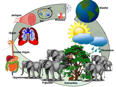 Detail Contoh Permasalahan Biologi Pada Tingkat Organ Koleksi Nomer 54