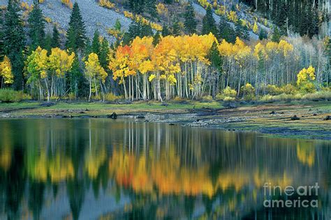 Aspens In Fall Color Along Lundy Lake Eastern Sierras California