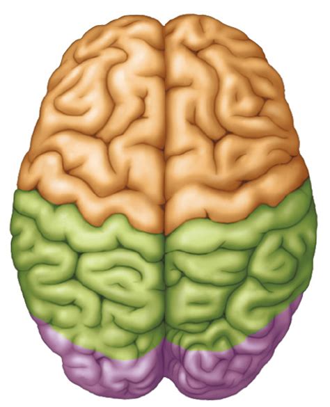 Labeled Superior View Of Brain Diagram Quizlet