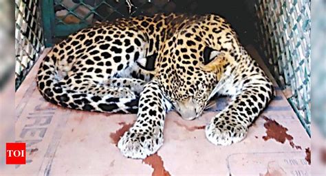 Leopard Strays Into Residential Area Rescued Goa News Times Of India