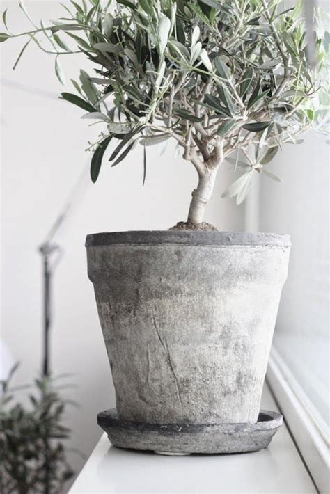 Best Potted Olive Tree Ideas On Pinterest Growing Olive Trees