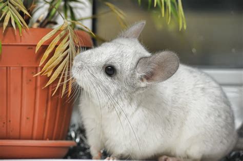 Chinchilla Baby Sitting Stock Image Image Of Furry 66964395