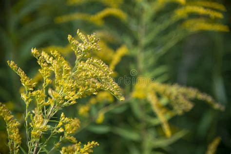 Yellow Canada Goldenrod Flowers Stock Photo - Image of green, herbal ...