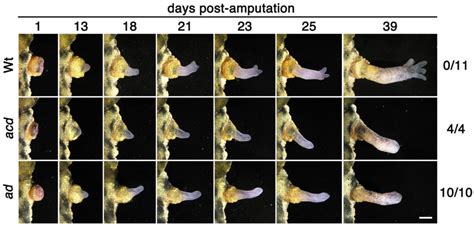 The Roles Of Hox Genes In Newt Limb Development And Regeneration