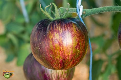 Black Galaxy Tomato