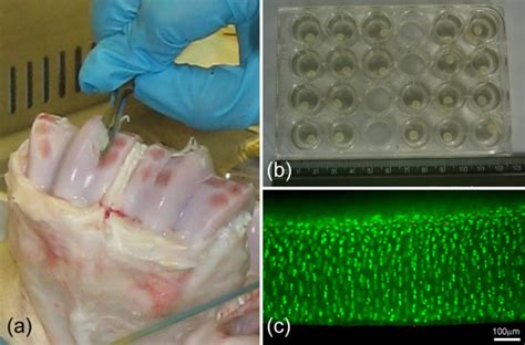 Chondrocyte Viability Is Maintained In Cartilage Explants Taken From