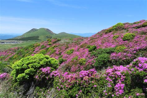 阿蘇烏帽子岳のミヤマキリシマ うらさんの阿蘇山・高岳・根子岳の活動データ Yamap ヤマップ