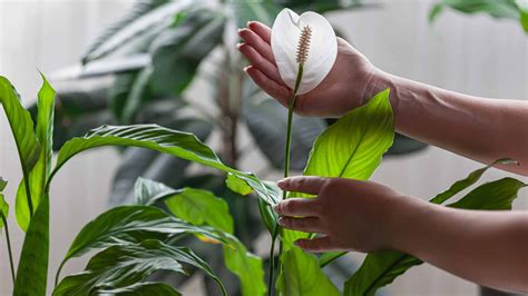 Spathiphyllum Wallisii