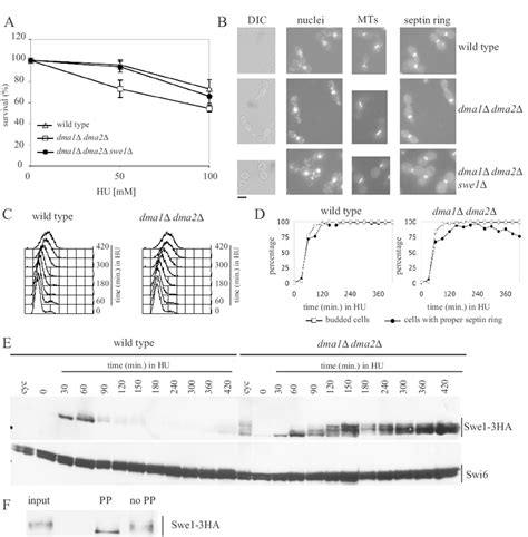 Effect Of The Lack Of Dma Proteins On Cell Viability Cell Morphology