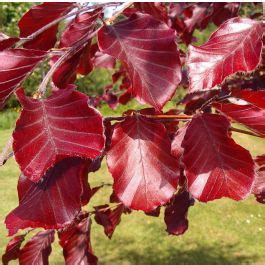 Fagus Sylvatica Atropurpurea C L Cm