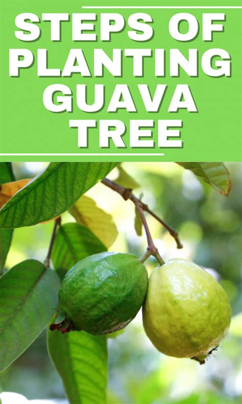 Steps Of Planting A Guava Tree In 2022 Close To Nature