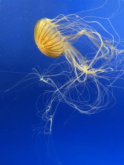 New York Aquarium Coney Island Brooklyn Nyc Stock Photo Image Of