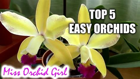 Top 5 Orchids For Beginners Orchids Growing Orchids Orchid Care