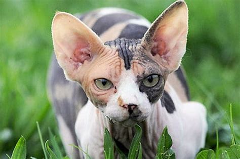 Un Chat Frileux Sphynx Journal Des Femmes Famille