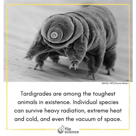 FlipFact (January 5, 2020): Tardigrades will outlast all of us (yes ...