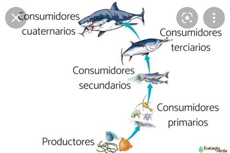 Hola Nesecito Un Ejemplo En Imagen De El Sistema Reproductor Del Pez