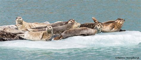 3566 Harbor Seals, Endicott Arm, Alaska - Dennis Skogsbergh PhotographyDennis Skogsbergh Photography