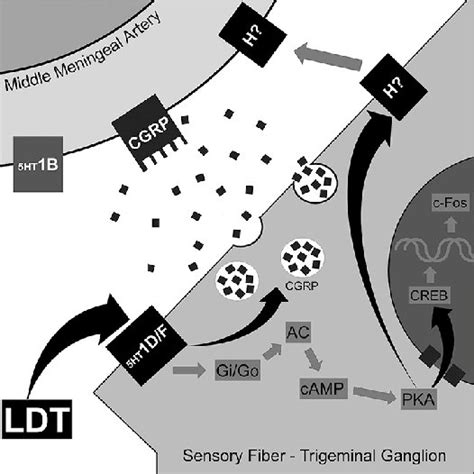 Pdf The Ditans A New Class For Acute Migraine Minireview