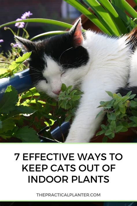 9 Effective Ways To Keep Cats Out Of Indoor Plants The Practical Planter