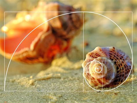 Sequ Ncia De Fibonacci Entenda O Que E Como Funciona Exemplos