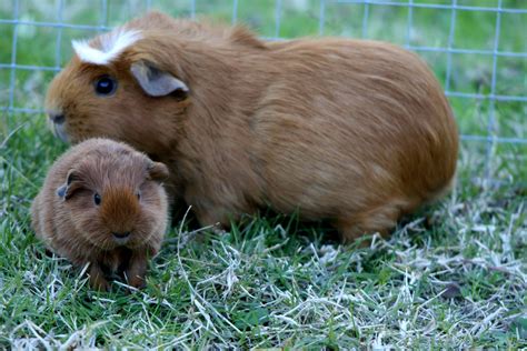 Your Guinea Pig’s Pregnancy: The Stages of Pregnancy