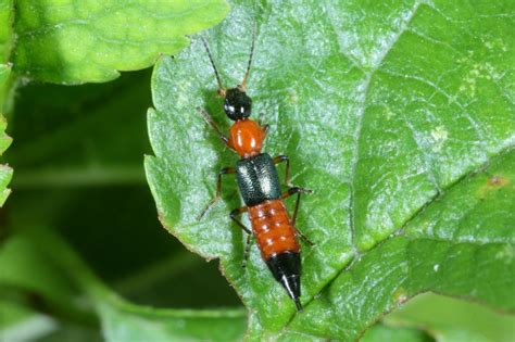 Réf 171014 INSECTA Coleoptera Staphylinidae Paederus Paederus