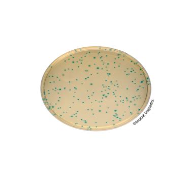 Chromogenic Cronobacter Isolation Agar Cci Innovation Diagnostics