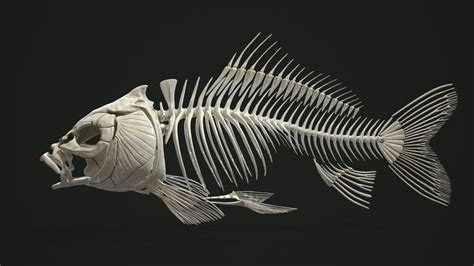 Artstation Carp Fish Anatomy Fish Anatomy Animal Skeletons Bone