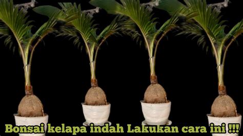 Perawatan Rutin Bonsai Kelapa Youtube