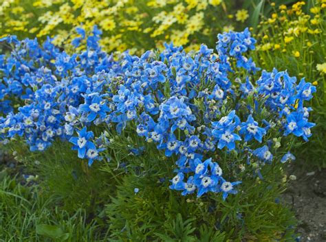 Summer Cloud Delphinium Jeffries Nurseries