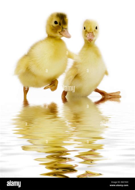 Fuzzy Ducklings Hi Res Stock Photography And Images Alamy