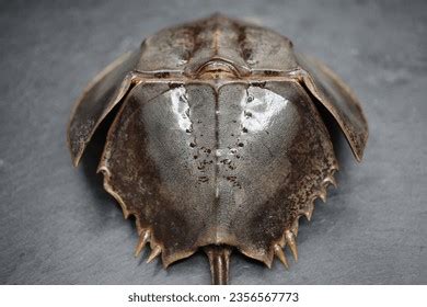 Indo Pacific Horseshoe Crab Photos and Images & Pictures | Shutterstock