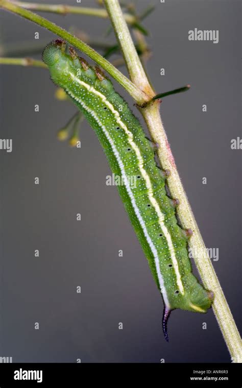 Hummingbird Moth Larvae