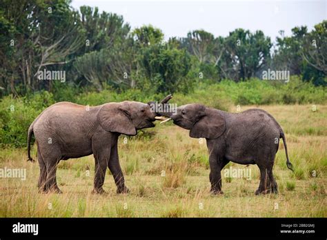 Two Juvenile African Elephants Loxodonta Africana Play Fighting