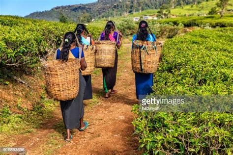 146 Women Tea Plantation Workers Walk Stock Photos High Res Pictures