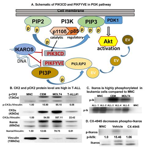 Ijms Free Full Text Transcriptional Regulation Of Pik3cd And