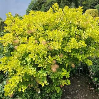 Cotinus Coggygria Golden Spirit Golden Leaved Smokebush